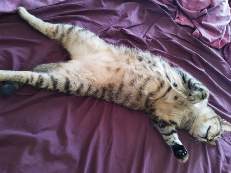 European heatwave and cats