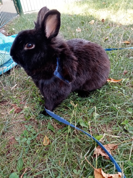 Pamela thread 5 - Bile Duct Cancer, chemo begins