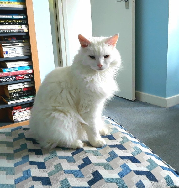 A Very Great Quantity Of Excellent Cats