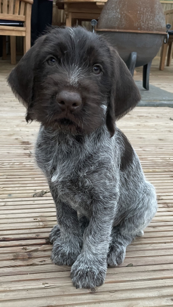 To ask you your dog’s name? Jff