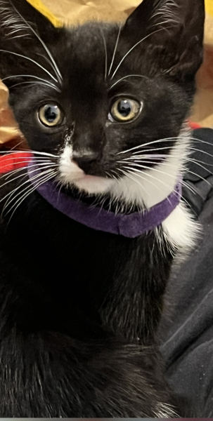 Kitten appreciation!