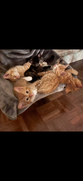 Advice please! Cat close to birth?