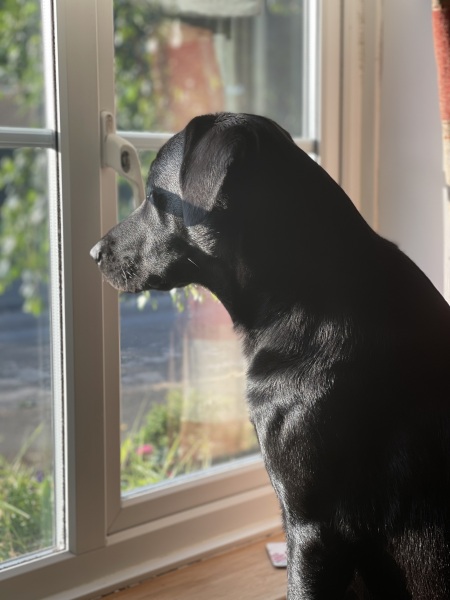 Please send positive vibes for my hound. 