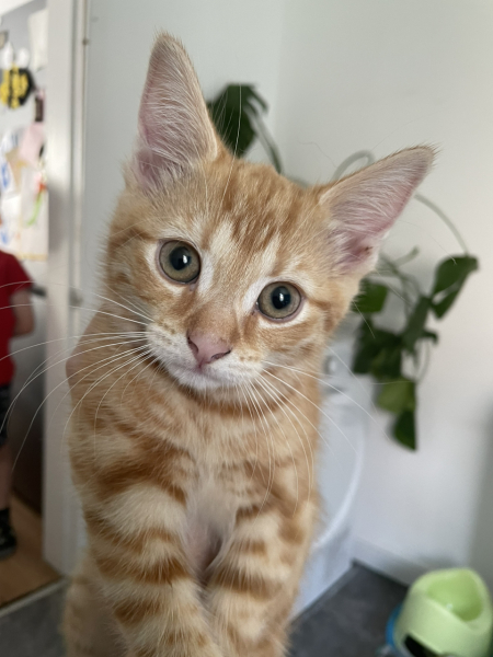 A Very Great Quantity Of Excellent Cats