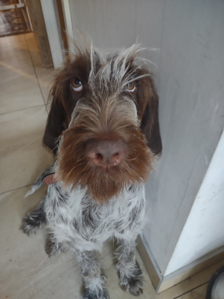 Tell me something lovely about your dog.