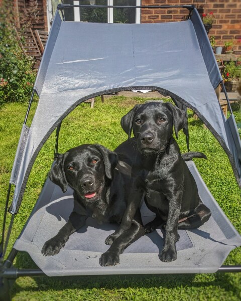Puppy survival thread part 2