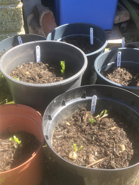 What have you done in the garden today? Part 2