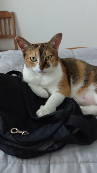 Anyone else got a cat with mild but persistent skin issues? Cat tax included.