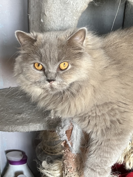What is one thing you love about your cat?