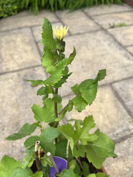 Is fig tree fruiting?