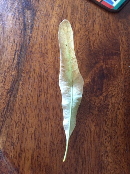 Anyone recognise this leaf?
