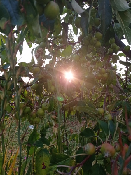 Pamela - Bile Duct Cancer (last thread pancreatic and liver)