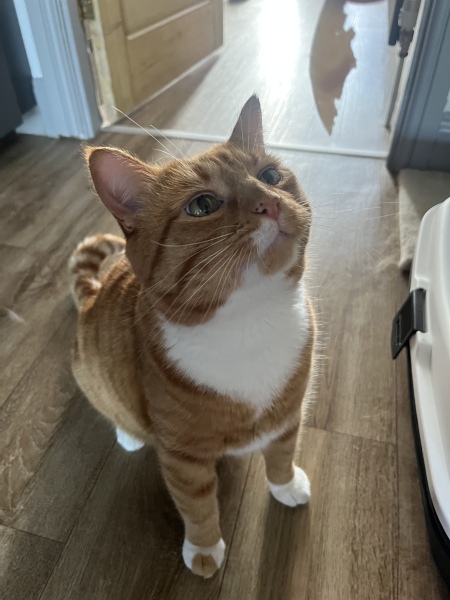 What is one thing you love about your cat?