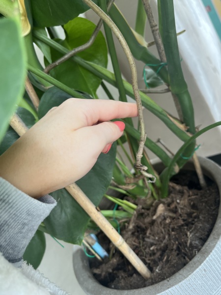 Indoor cheese plant 