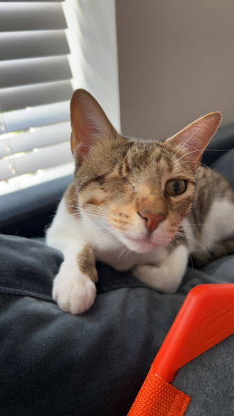 My darling girl is having an eye removed today