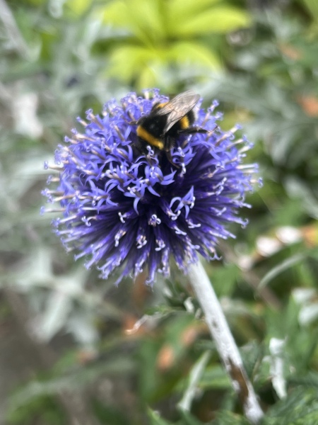 Pamela thread 5 - Bile Duct Cancer, chemo begins