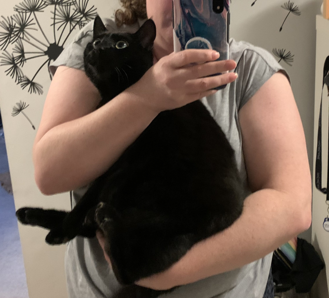 A Very Great Quantity Of Excellent Cats