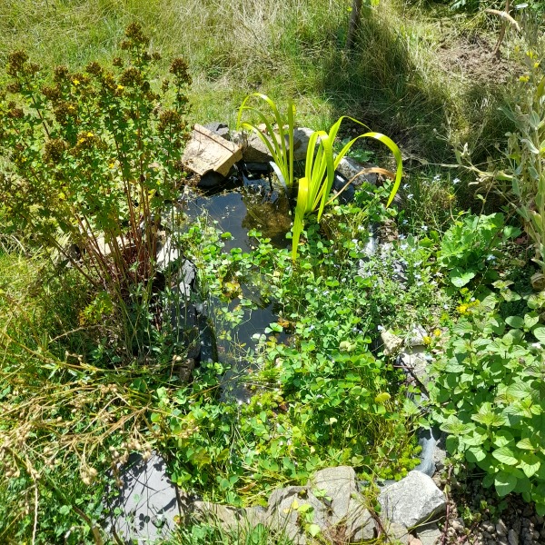 Pond help 
