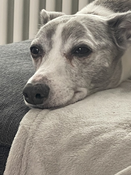 Tell me something lovely about your dog.