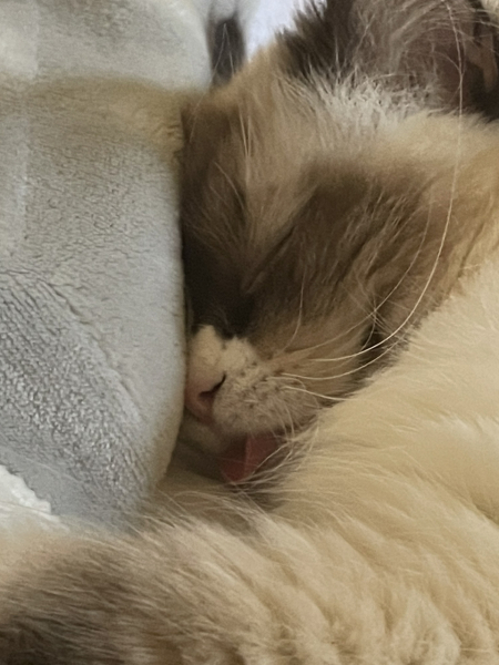 What is one thing you love about your cat?