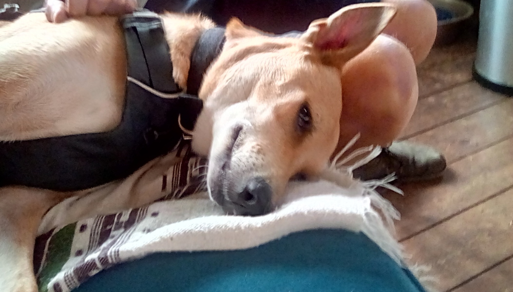 Going to meet new dog tomorrow