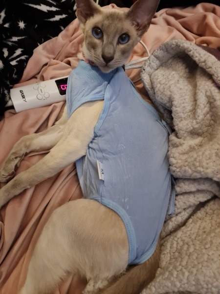 Advice please! Cat close to birth?