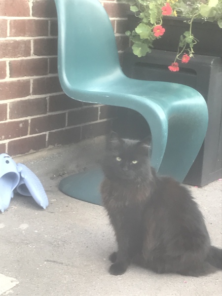 A Very Great Quantity Of Excellent Cats