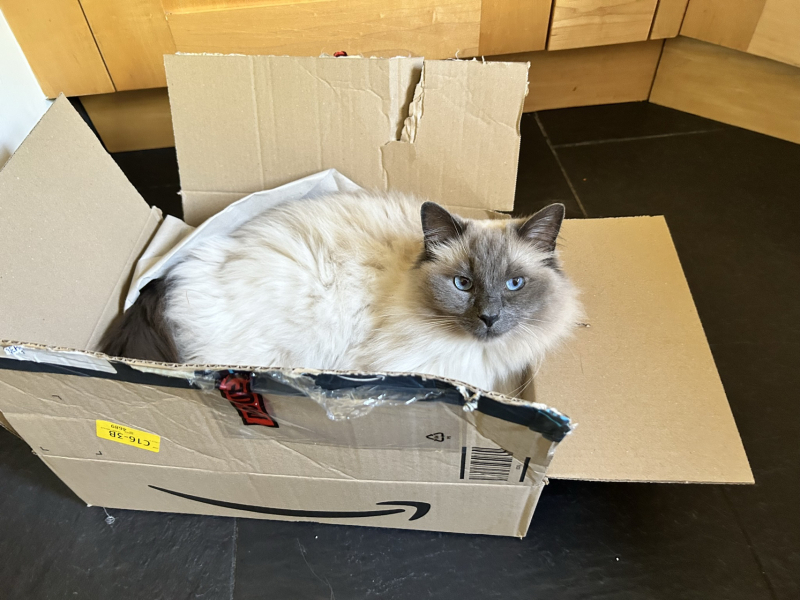 What is one thing you love about your cat?
