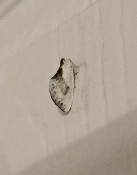 Moth identification. Possibly one which shouldn't be in the UK?