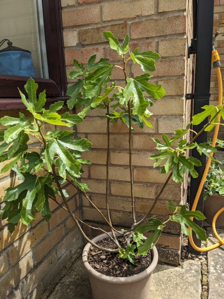 Can anyone help with how to prune this fig to encourage leaves/branches?