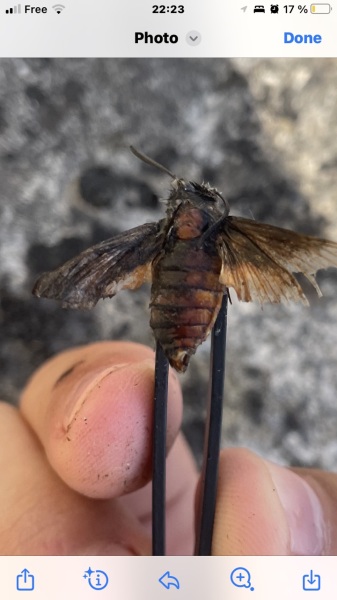 This was pulled out of my teenage son's left nostril today