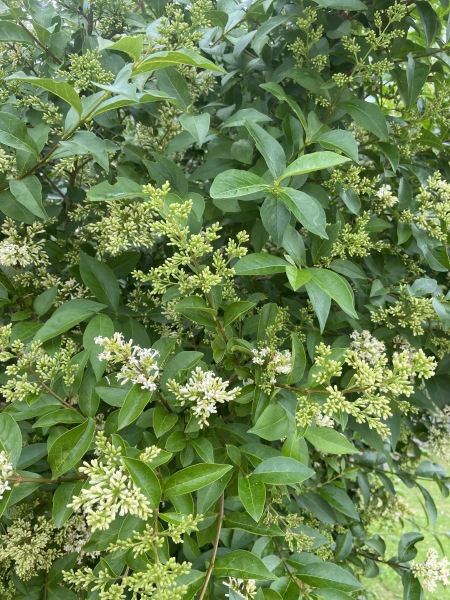 Hedge humming with bees 