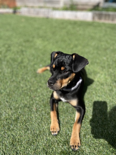 Puppy survival thread part 2