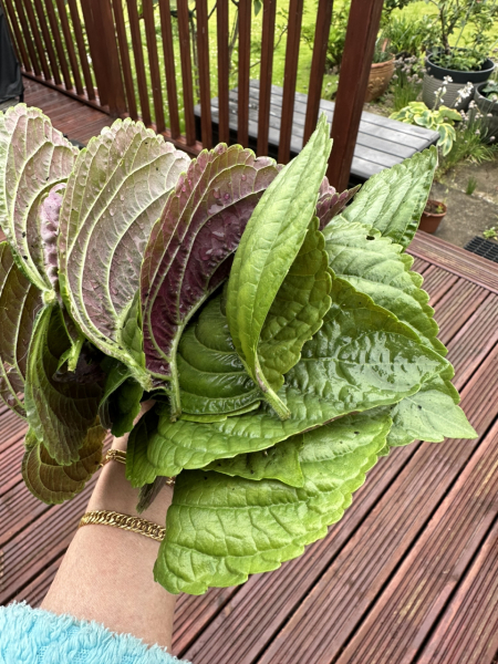 MsLatté’s Daebak Cybercafé (Kdrama addicts #42): Where we weigh up two smokin’ hawt chaebol hotelliers, one tortured by loss and the other crippled by abandonment issues