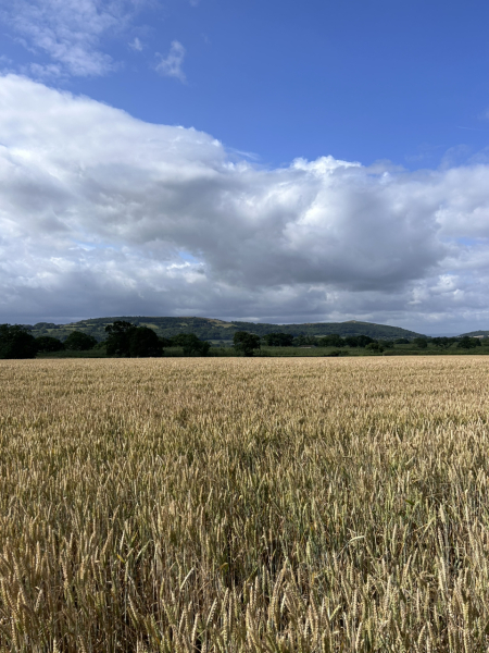 Pamela thread 5 - Bile Duct Cancer, chemo begins