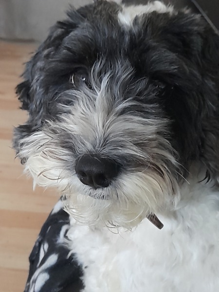 To ask you your dog’s name? Jff