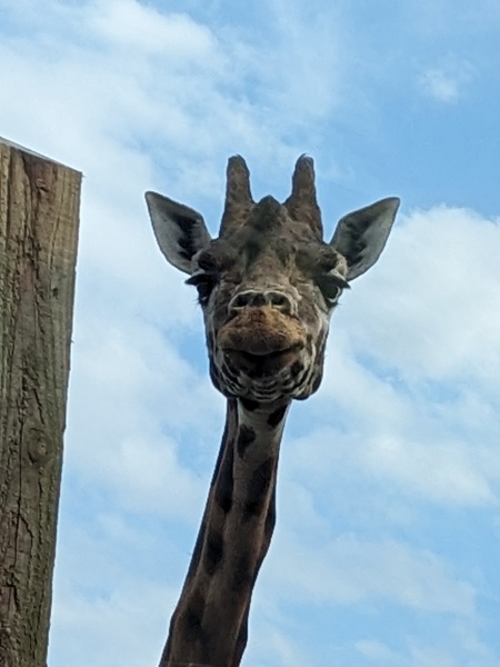 Pamela thread 5 - Bile Duct Cancer, chemo begins