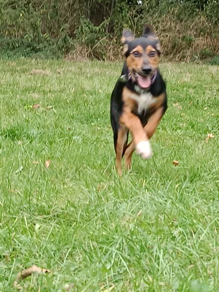 Guess the breed(s)
