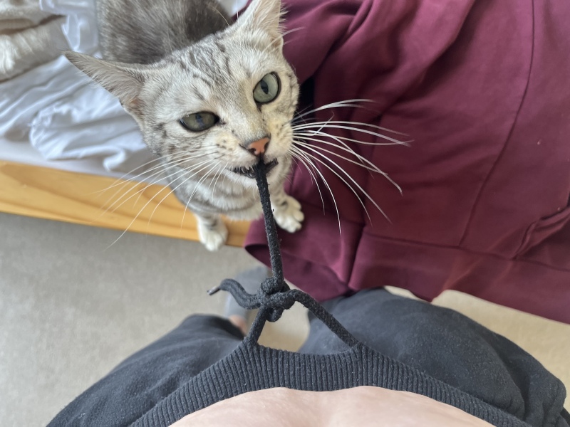 Why's my cat being a weirdo?