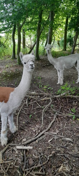 Pamela thread 6 - Bile Duct Cancer, Continued