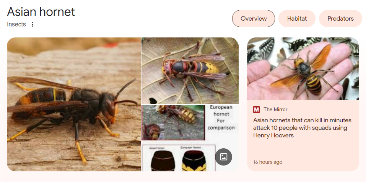 Is this a hornet in my car? 