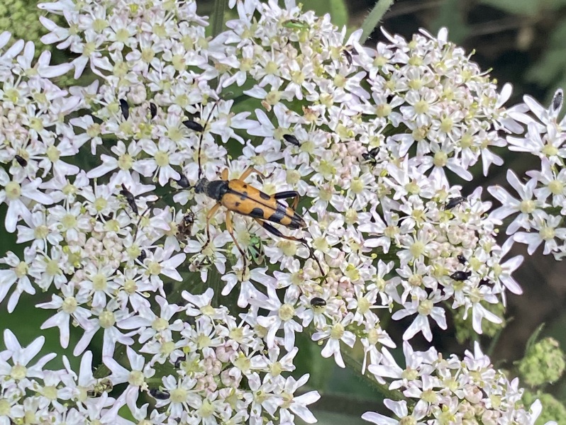 Thread 8 - TalkLair: “Brewing Russell's teapot” 