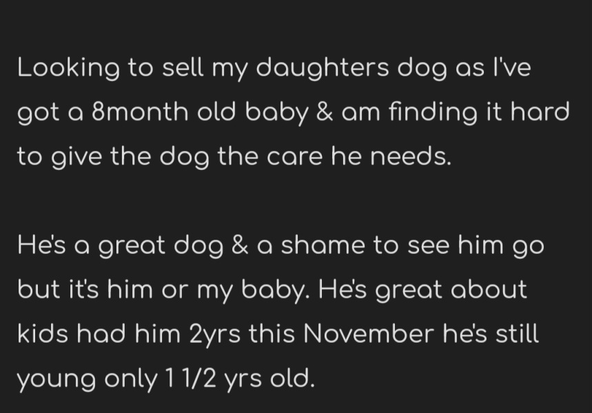 Don't know what to think about dog