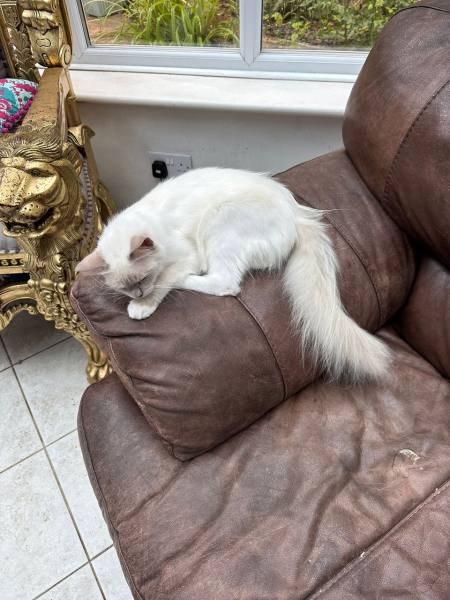 Adopt a shyer young cat or bad idea?