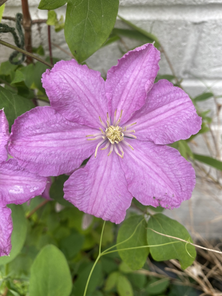 Pamela thread 3 - Bile Duct Cancer, off to London! 