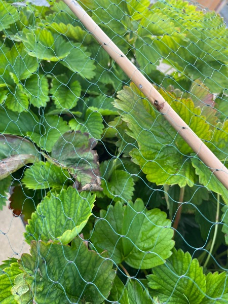 Strawberries not fruiting anymore 