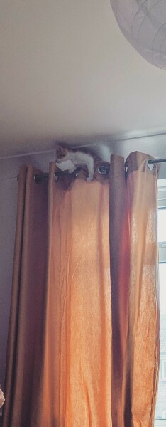 Very naughty kitten 