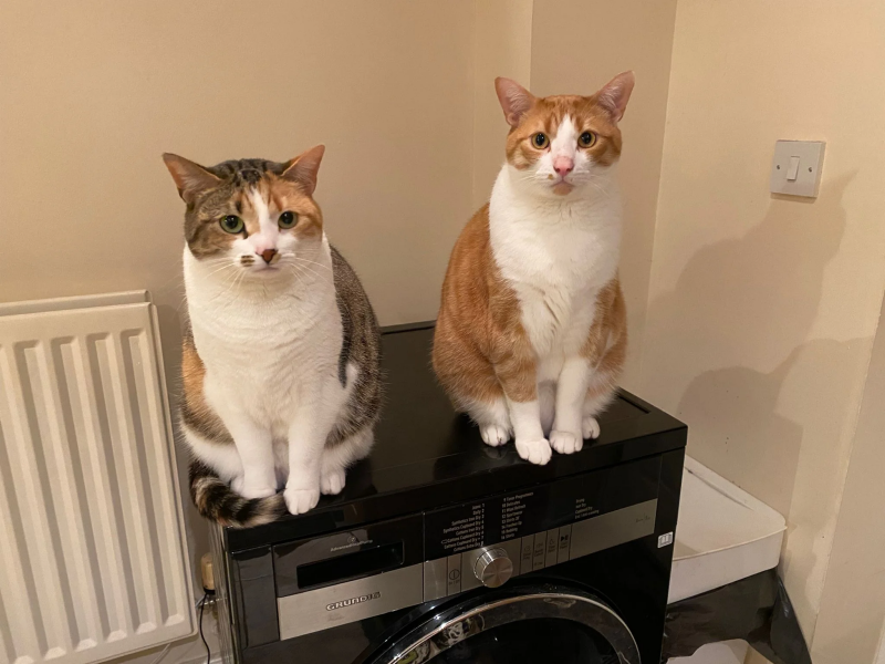 What is one thing you love about your cat?