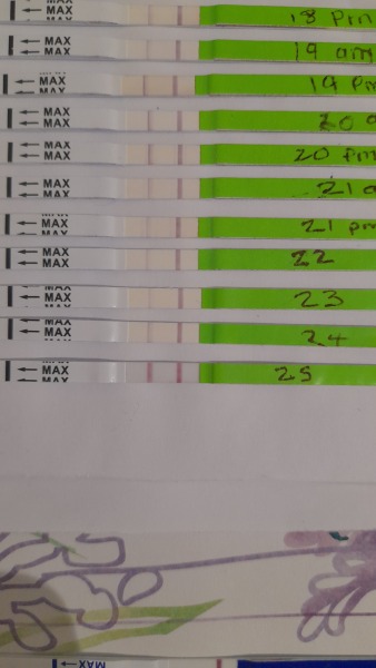 Help BFP to AF to BFP to BFN to positive opk and BFP 