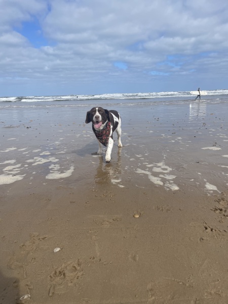 What mix is my dog ( photo included)